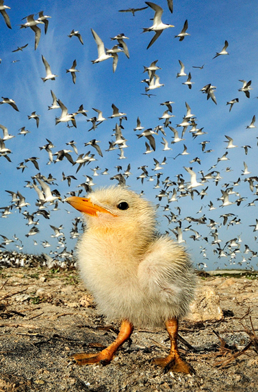 National Geographic Photo Contest 2012. (Foto: Lalith Ekanayake / National Geographic Photo Contest)
