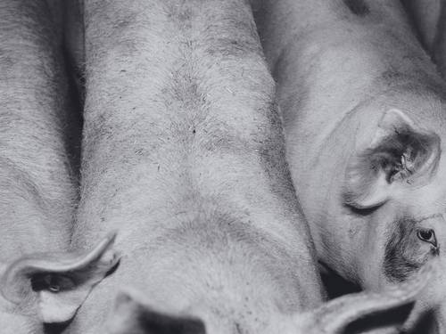 Fot?grafo alem?o Michael Schmidt morre aos 68 anos
