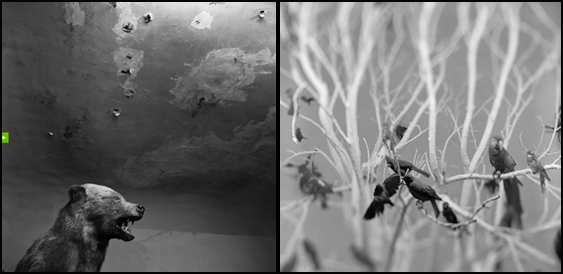 "El Silenciio de las Especies" EXPOSICI?N FOTOGR?FICA DE RICARDO ESPINOSA .