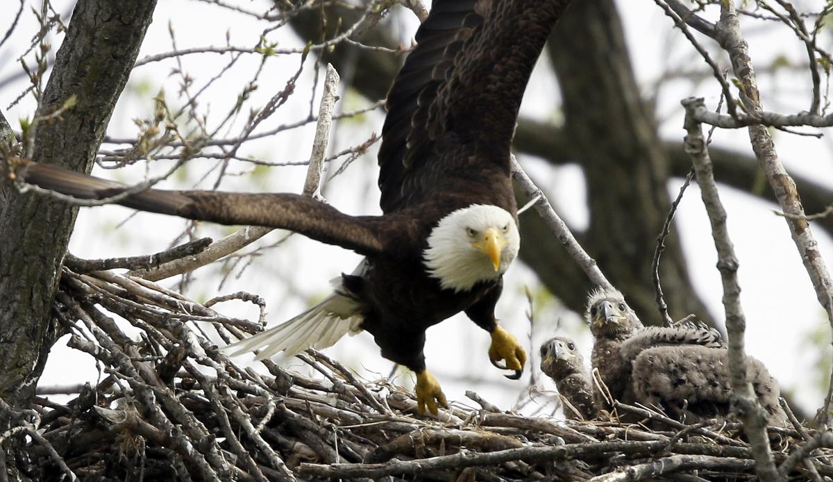 Aventuras Aviria.Foto:(Charlie Neibergall / Associated Press)