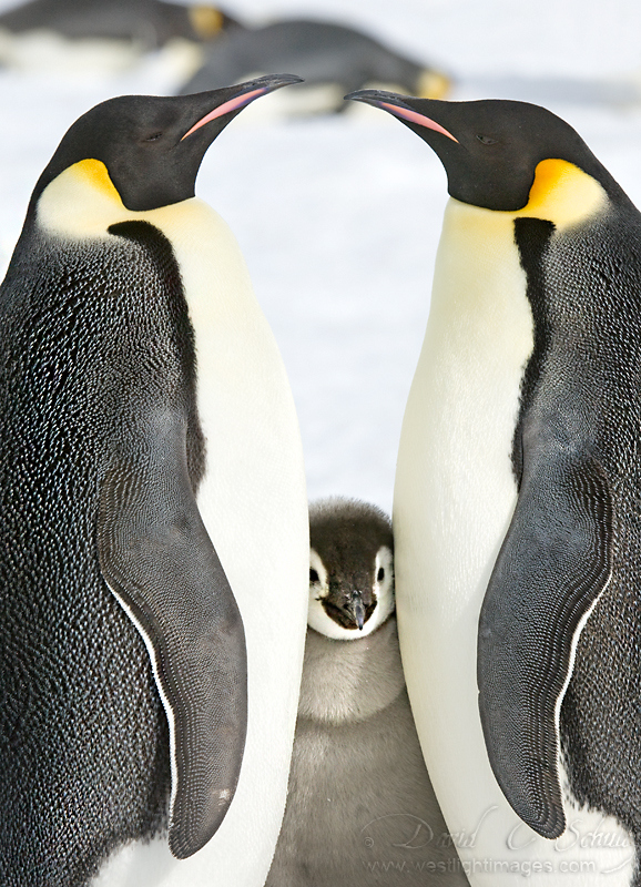 David Schultz  - Fotografo de Michigan.