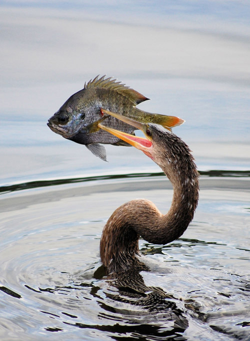 Smithsonian Revista Photo Contest: 50 finalistas - foto:Savannah Whitwam / Jacksonville, Florida)